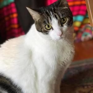 Meet your Posher, Patches